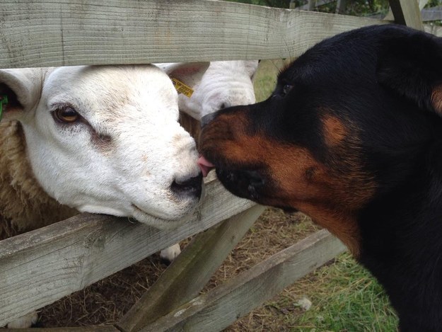 rottweiler with sheep -30 Reasons why Rottweilers are Good Pets