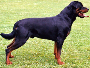 before you get a rottweiler-stance