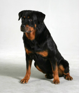 rottweiler defensive aggression