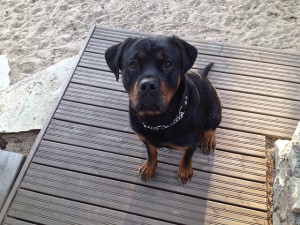 rottweiler socialization other dogs