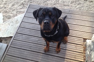rottweiler socialization other dogs
