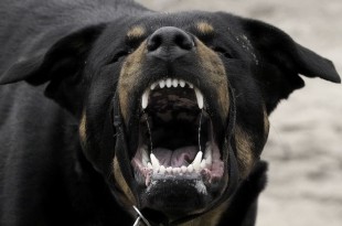 tips to prevent rottweiler aggression