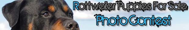 rottweiler photo contest banner